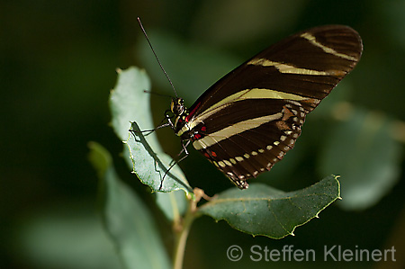 041 Zebra-Falter - Heliconius charitonius